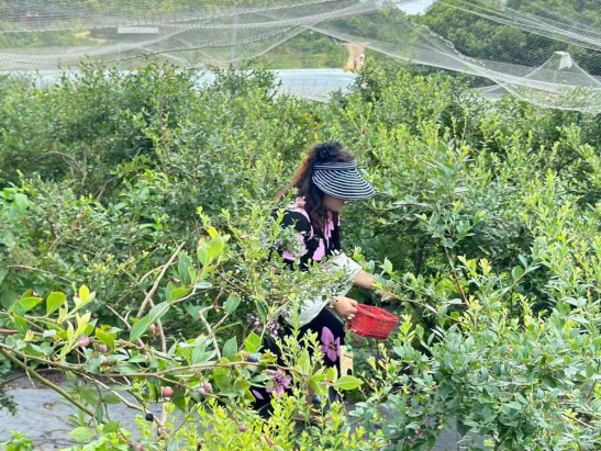 探访一对新农人 共话生态农业 ——协会六组走进万园果业